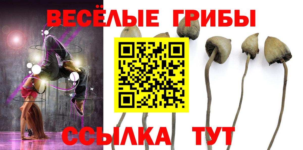 Псилоцибиновые грибы Psilocybine cubensis Энгельс